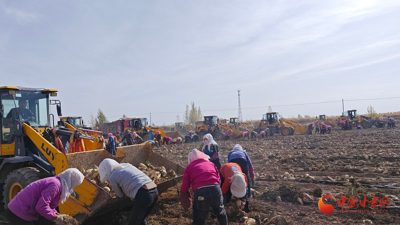民樂：甜菜豐收織錦繡 農(nóng)戶增收笑開顏